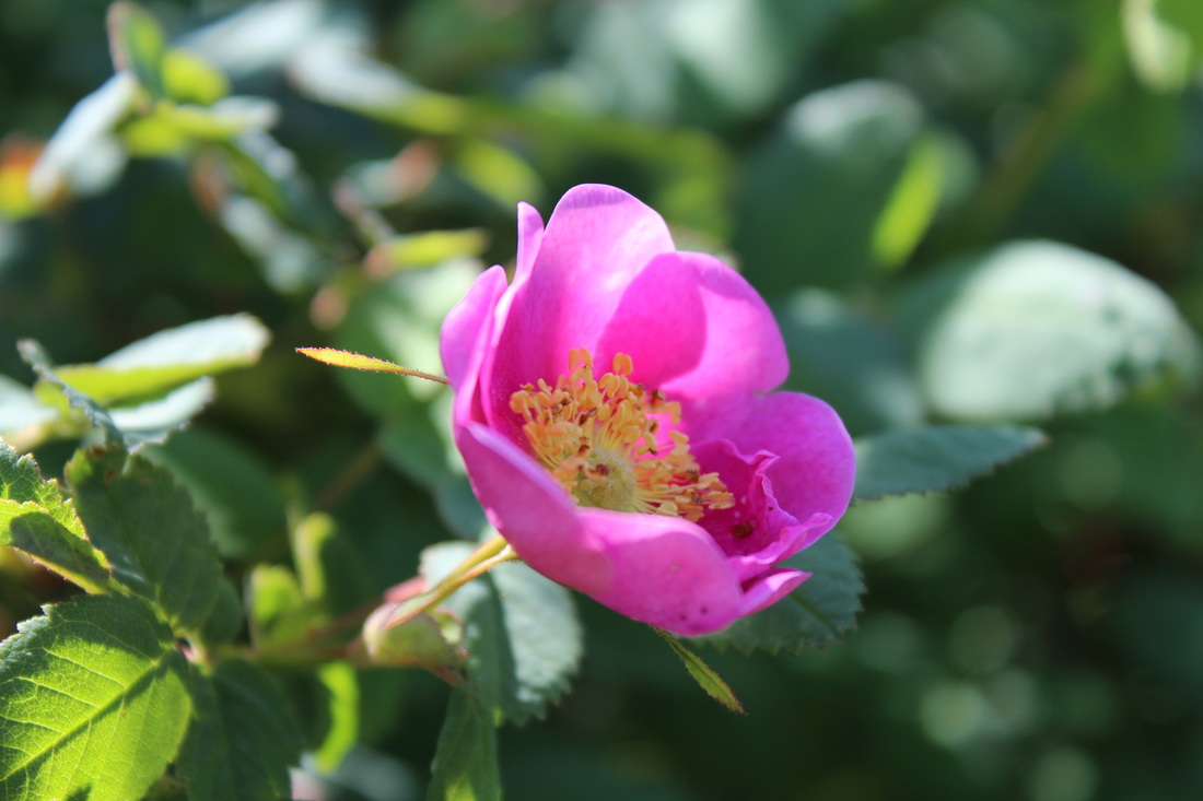 wild rose in Washington state